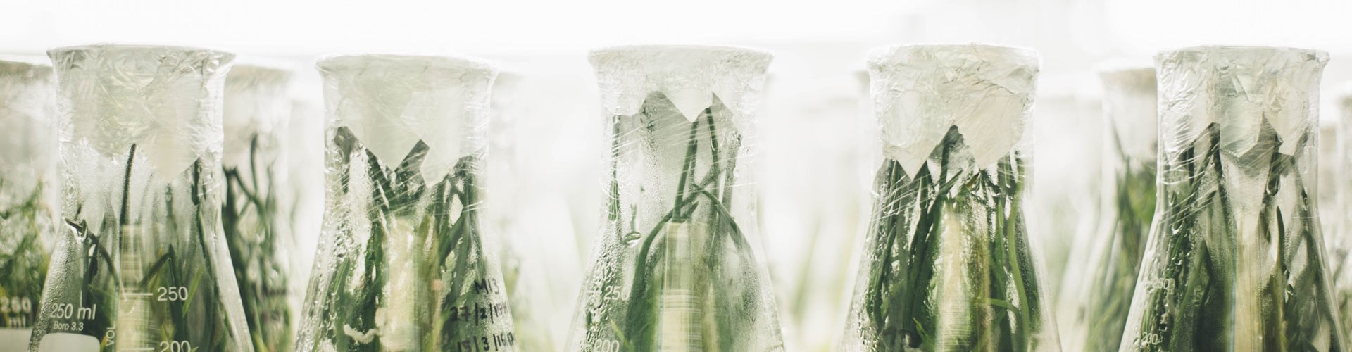 becher-plantes