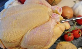 Campylobacter