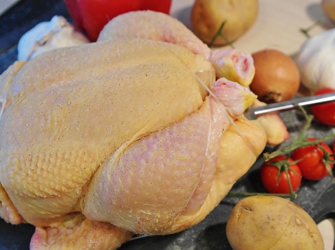 Campylobacter