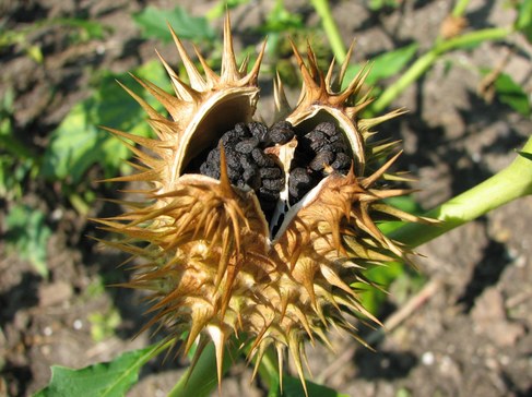 Datura