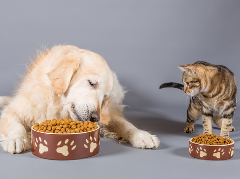 chien et chat, alimentation animale